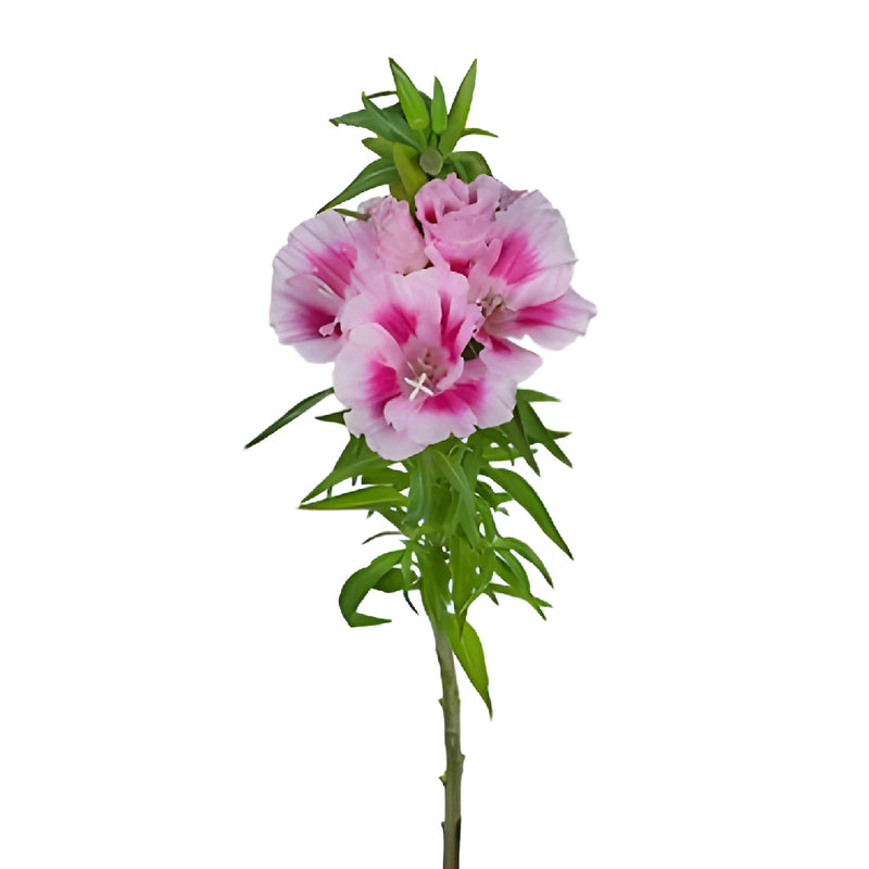 Pink Bicolor Godetia Flowers