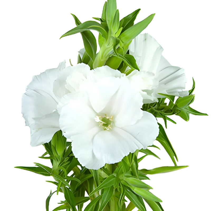 White Godetia Flowers