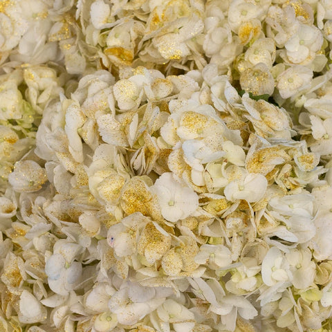 Gold Flecked White Hydrangea Close Up - Image