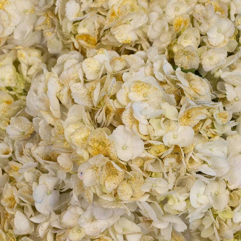 Gold Flecked White Hydrangea Close Up - Image