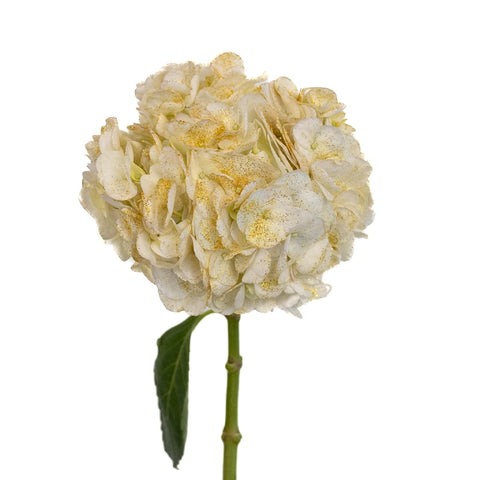 Gold Flecked White Hydrangea Stem - Image