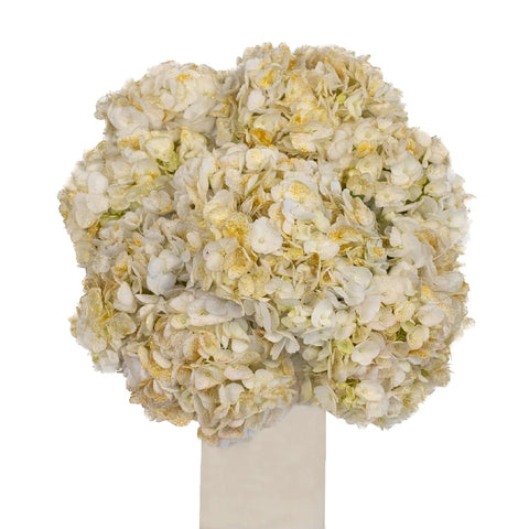 Gold Flecked White Hydrangea Vase - Image