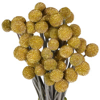 Gold Glitter Tinted Craspedia Billy Balls