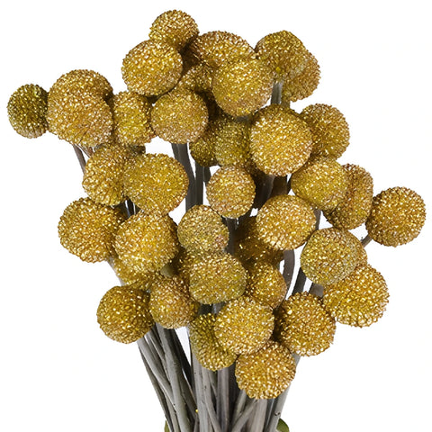 Gold Glitter Tinted Craspedia Billy Balls
