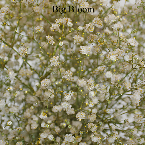 Gold Glitter Tinted Baby's Breath Flower