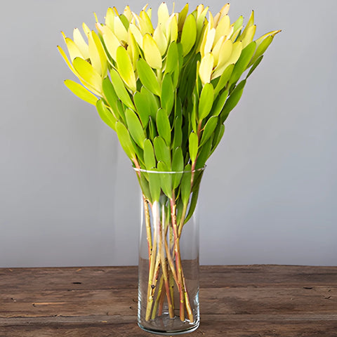 Brassy Green Leucadendron