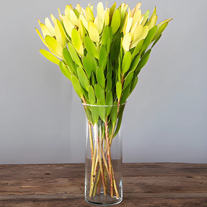 Brassy Green Leucadendron