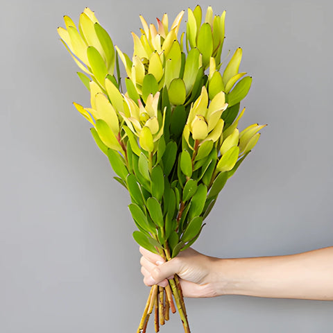 Brassy Green Leucadendron