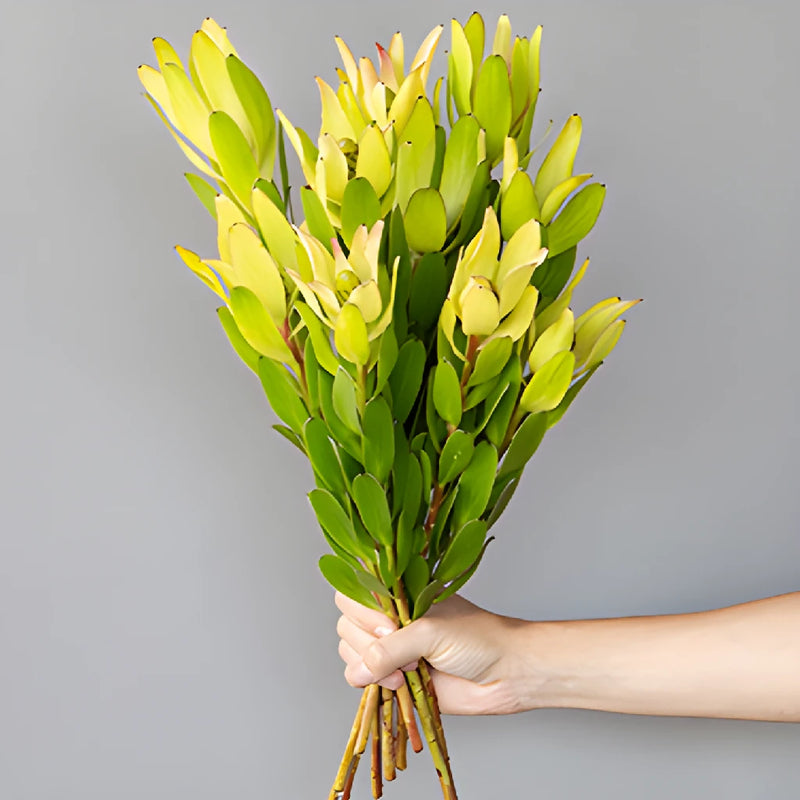 Brassy Green Leucadendron