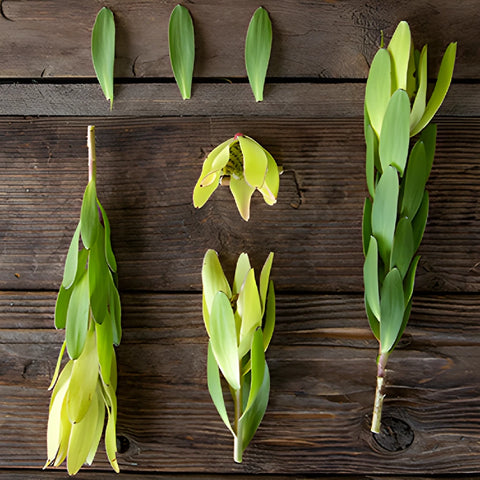 Brassy Green Leucadendron