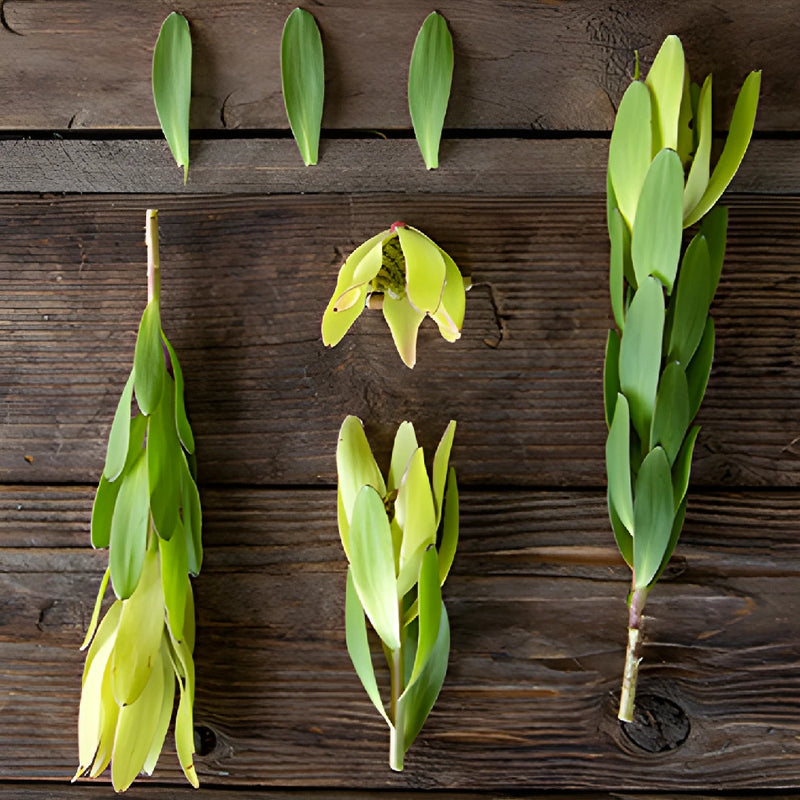 Brassy Green Leucadendron