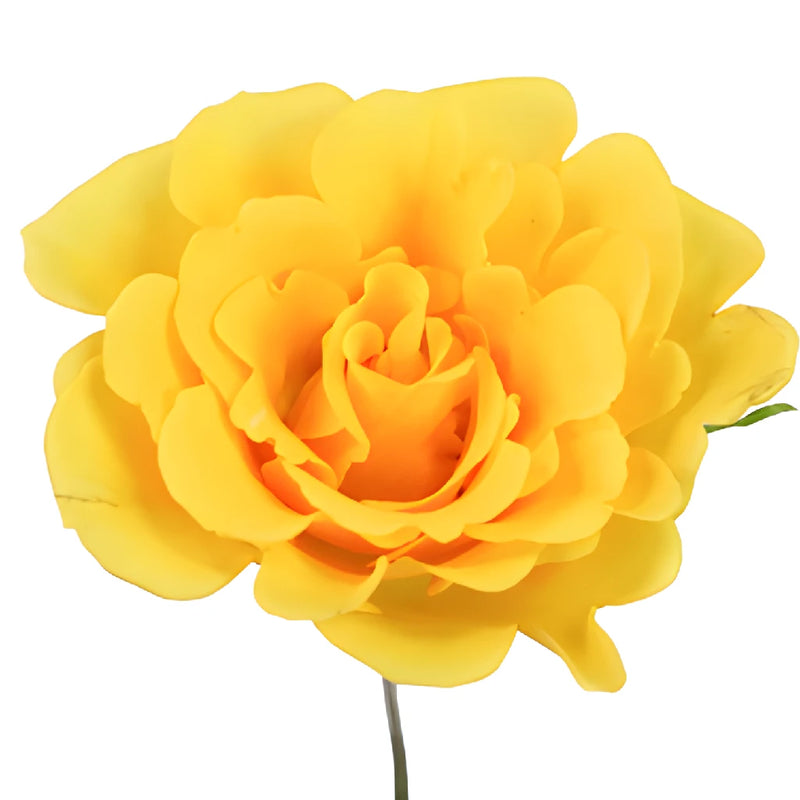 Yellow Gold Sweetheart Roses