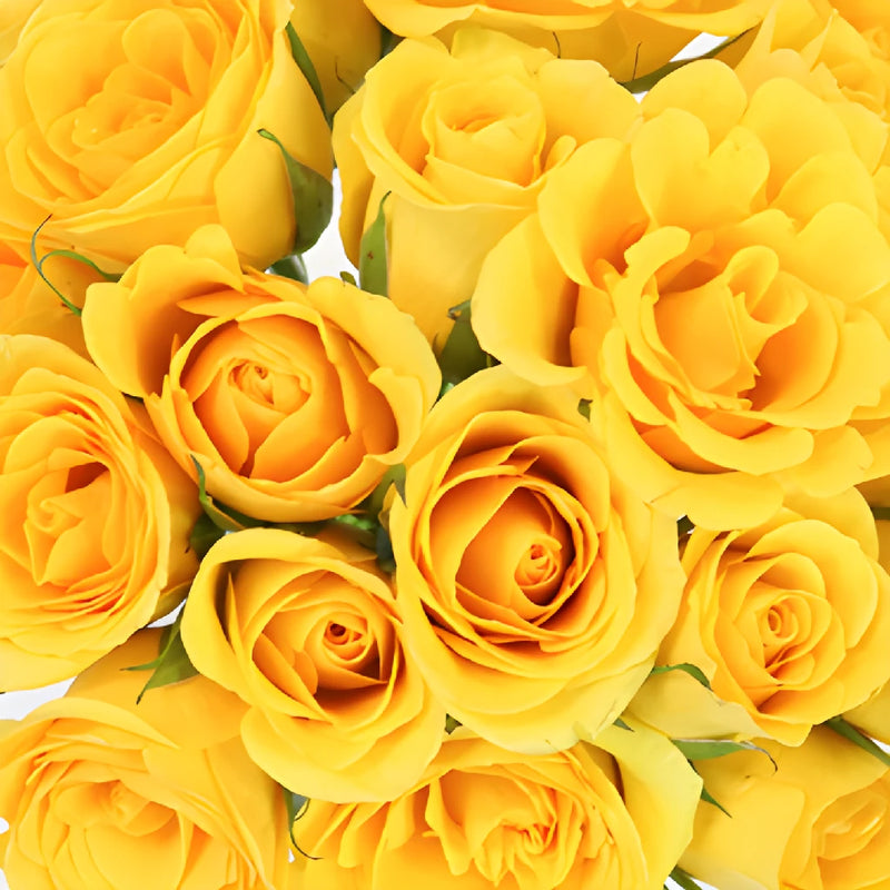 Yellow Gold Sweetheart Roses