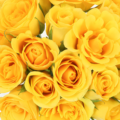 Yellow Gold Sweetheart Roses