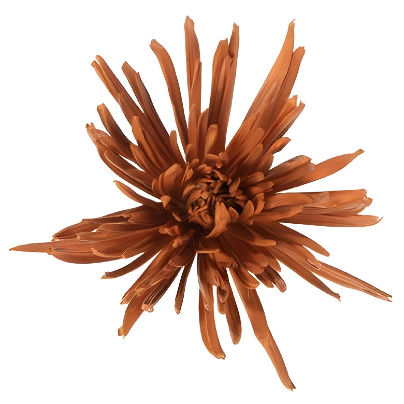 Glitzy Gold Airbrushed Tinted Spider Mum Flowers