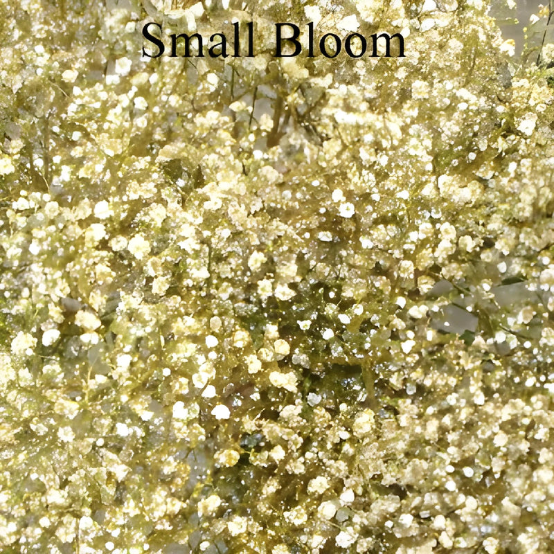 Gold Glitter Tinted Baby's Breath Flower