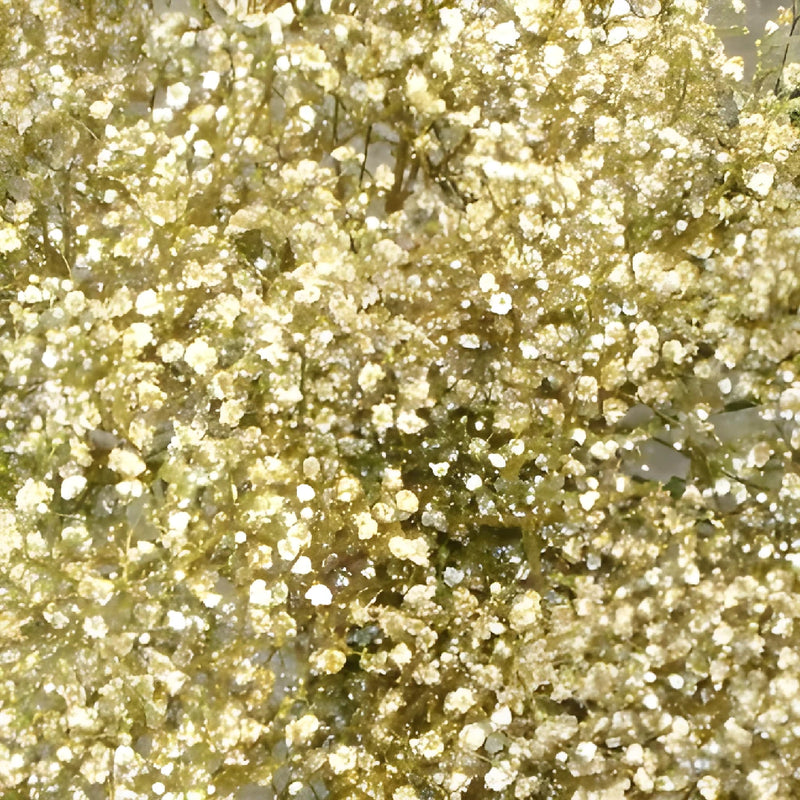 Gold Glitter Tinted Baby's Breath Flower