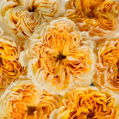 Golden Apricot Garden Roses up close