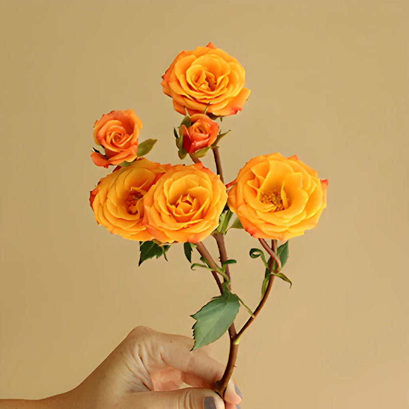 Golden Melon Spray Rose Stem