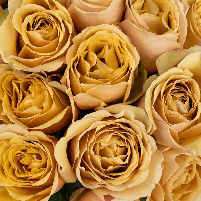 Golden Mustard Garden Rose Close Up - Image