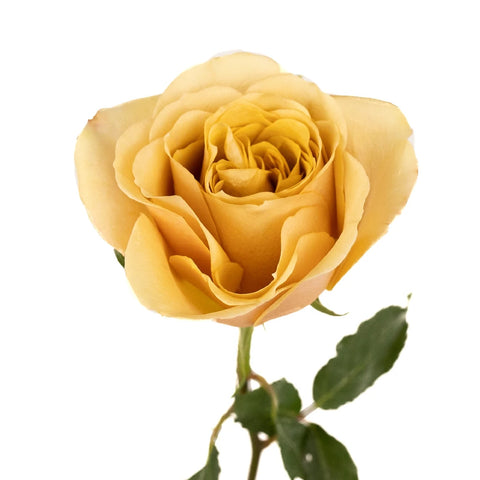 Golden Mustard Garden Rose Stem - Image