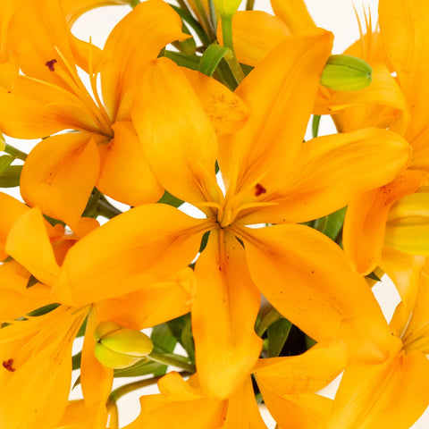 Golden Orange Hybrid Lily Close Up - Image