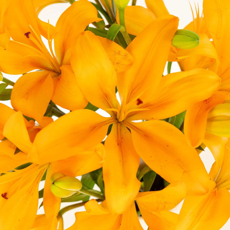 Golden Orange Hybrid Lily Close Up - Image