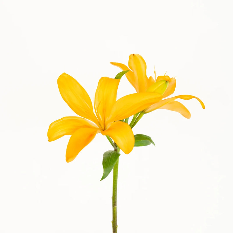 Golden Orange Hybrid Lily Stem - Image