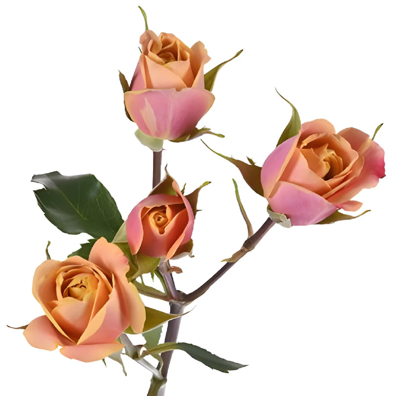 Golden Peach Petite Rose Stem