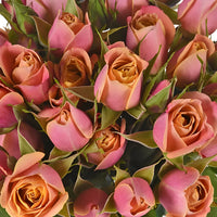 Golden Peach Petite Roses up close