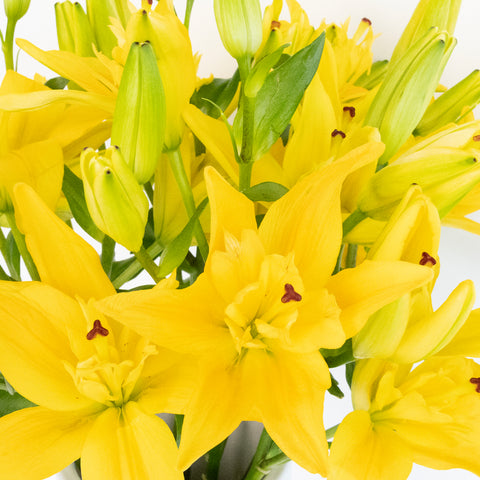 Buy Wholesale Bright Yellow Butterfly Lily Flower in Bulk