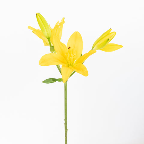 Golden Yellow Butterfly Lily Flower Stem - Image