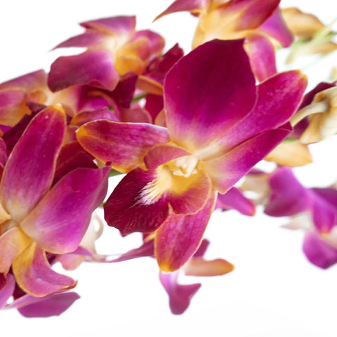 Golden Yellow Dendrobium Dyed Orchid Close Up - Image