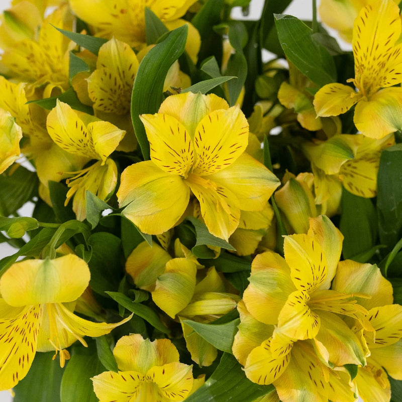 peruvian lily flower Buy Wholesale Golden Yellow Peruvian Lilies in Bulk