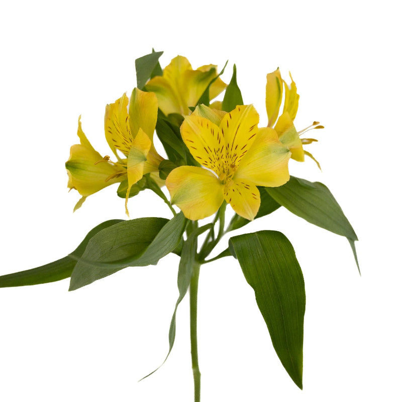 Golden Yellow Peruvian Lilies Stem - Image