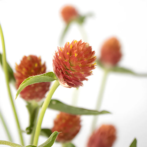 Orange Globosa Gomphrena Flowers