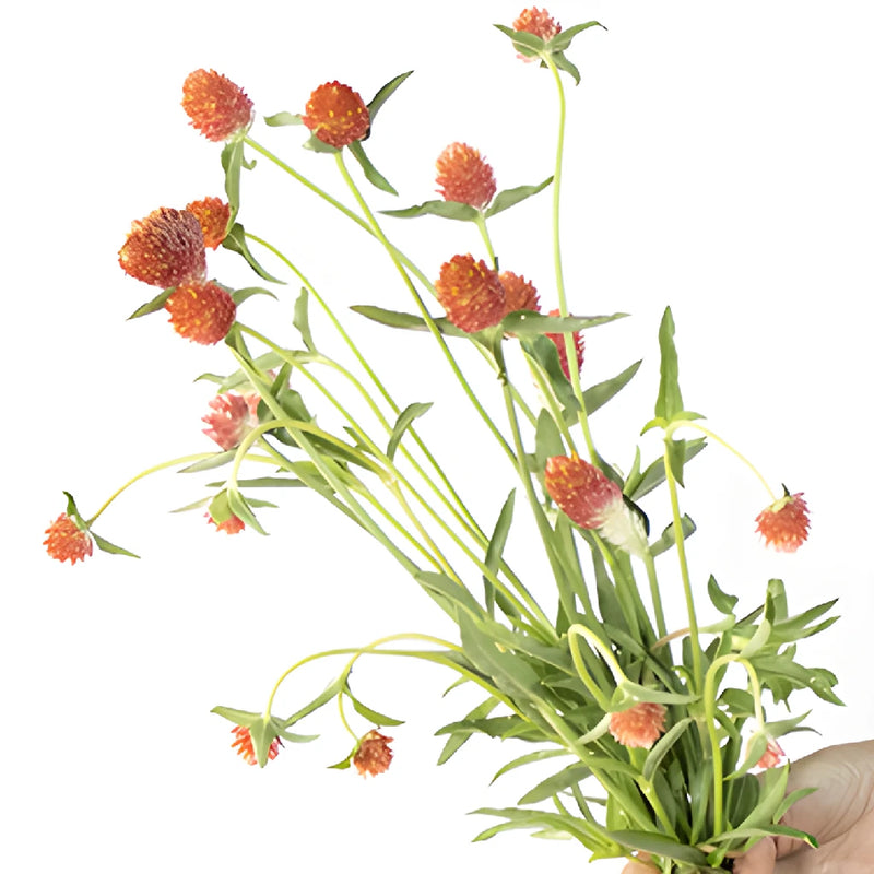 Orange Globosa Gomphrena Flowers