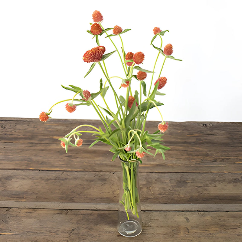 Orange Globosa Gomphrena Flowers