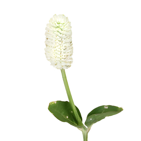 White Gomphrena Wedding Flowers