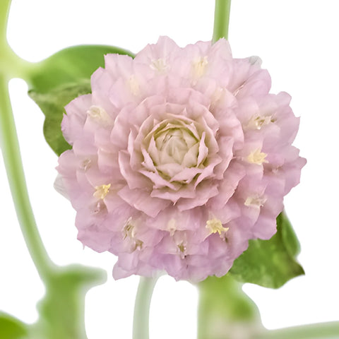 Lavender Gomphrena Flowers