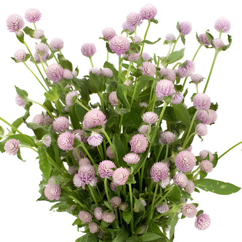 Lavender Gomphrena Flowers