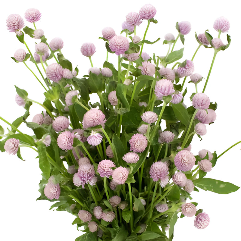 Lavender Gomphrena Flowers