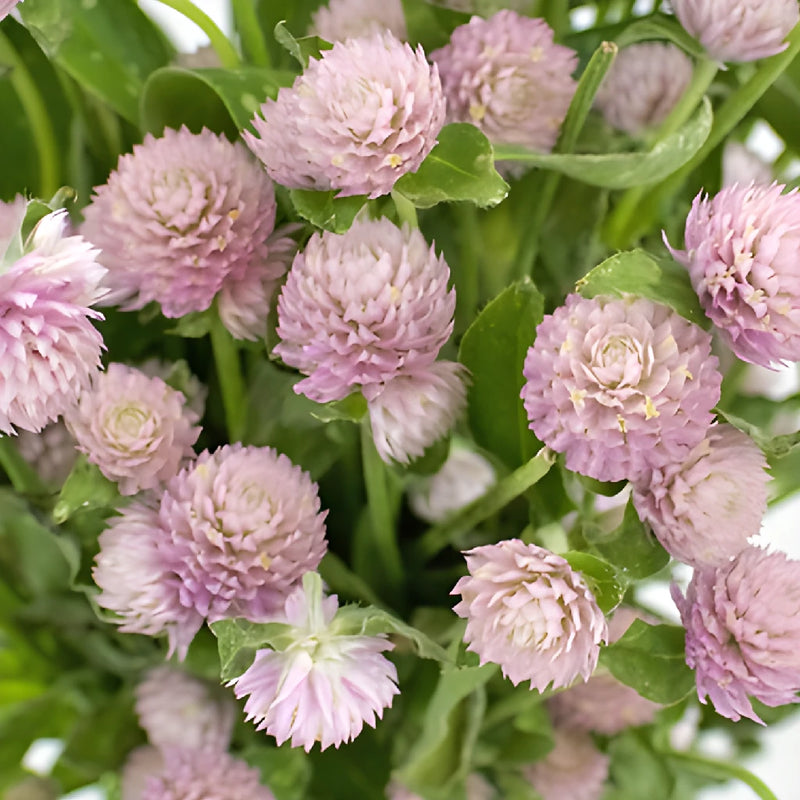 Lavender Gomphrena Flowers