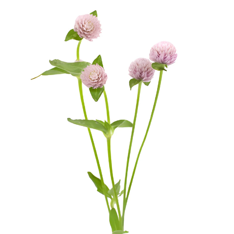 Lavender Gomphrena Flowers