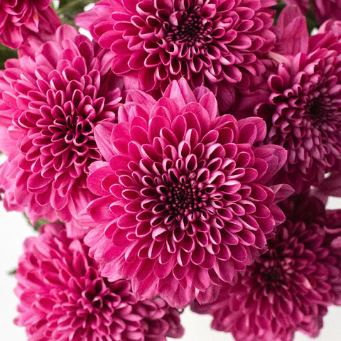 Good Night Bahlia Flower Close Up - Image