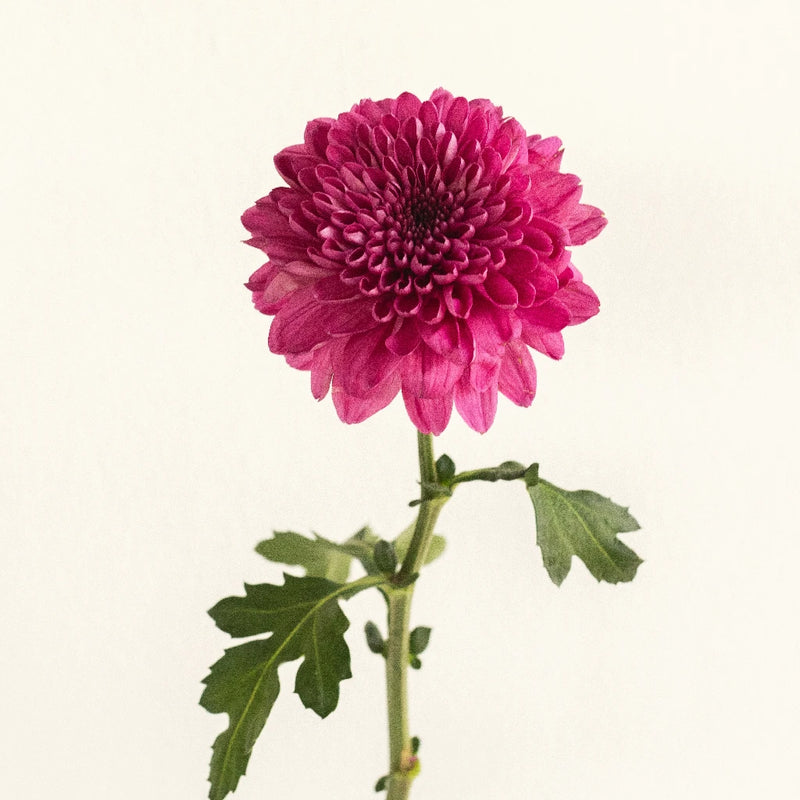 Good Night Bahlia Flower Stem - Image