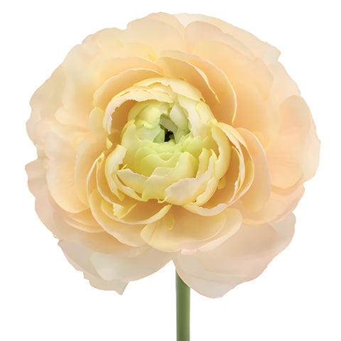 Champagne Italian Cloony Ranunculus