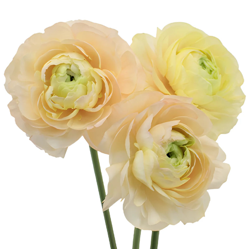 Champagne Italian Cloony Ranunculus