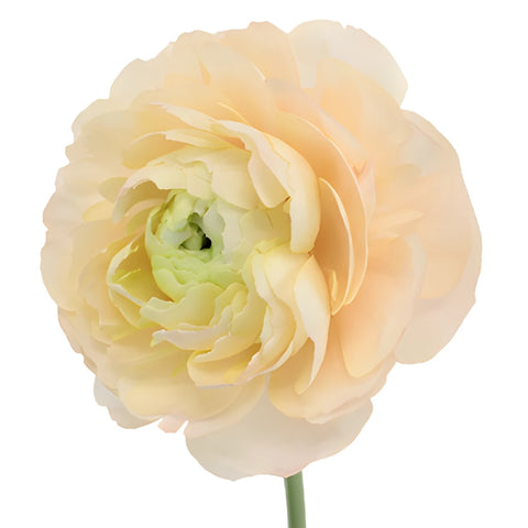 Champagne Italian Cloony Ranunculus