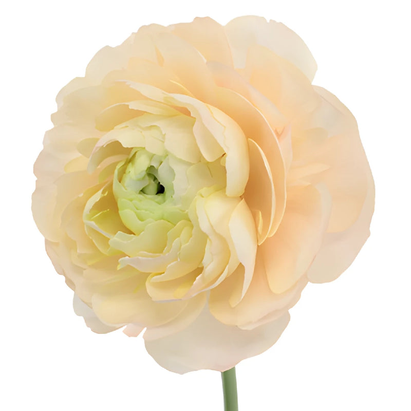 Champagne Italian Cloony Ranunculus